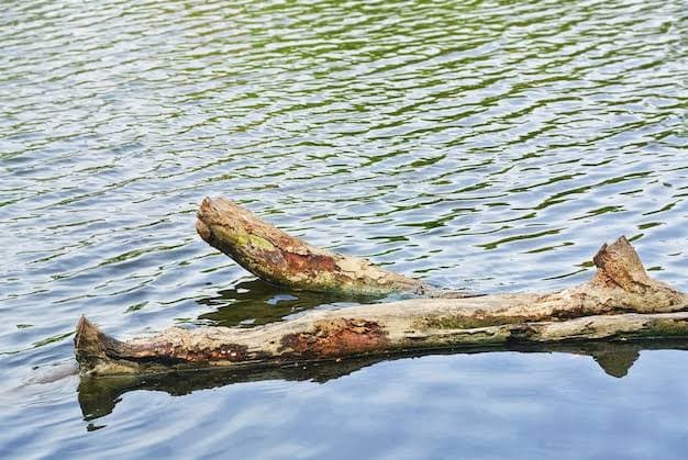 Desde la Prefectura de Mocoretá advierten sobre los riesgos para la navegación por la crecida del río Uruguay - imagen de origen