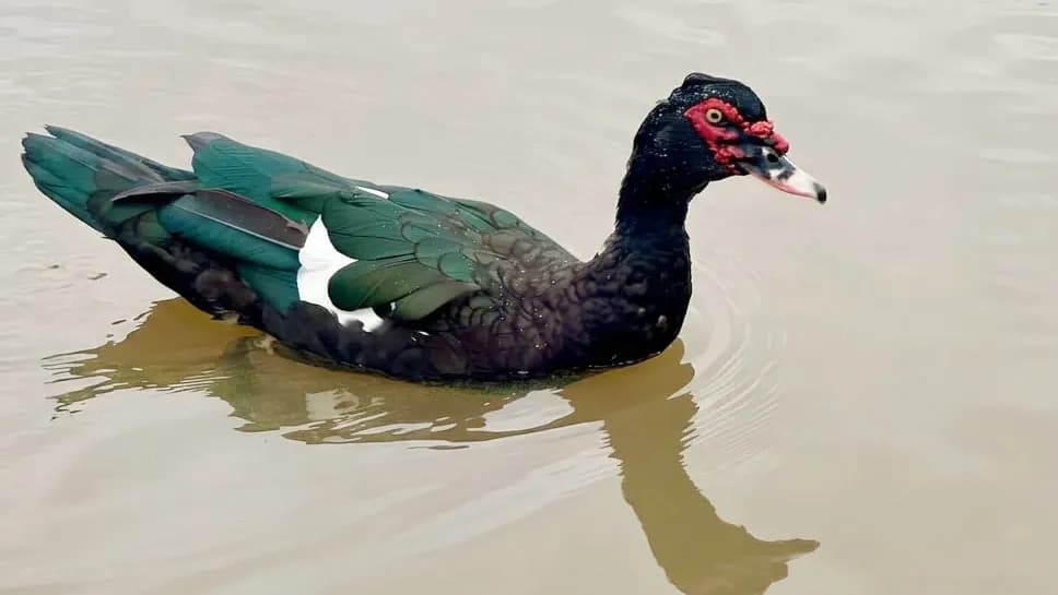 Habitantes de humedales del departamento Concordia: Pato real - imagen de origen