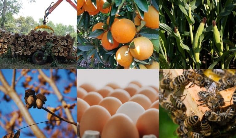 La FAA de Entre Ríos apunta a ampliar la mirada sobre la producción entrerriana - imagen de origen