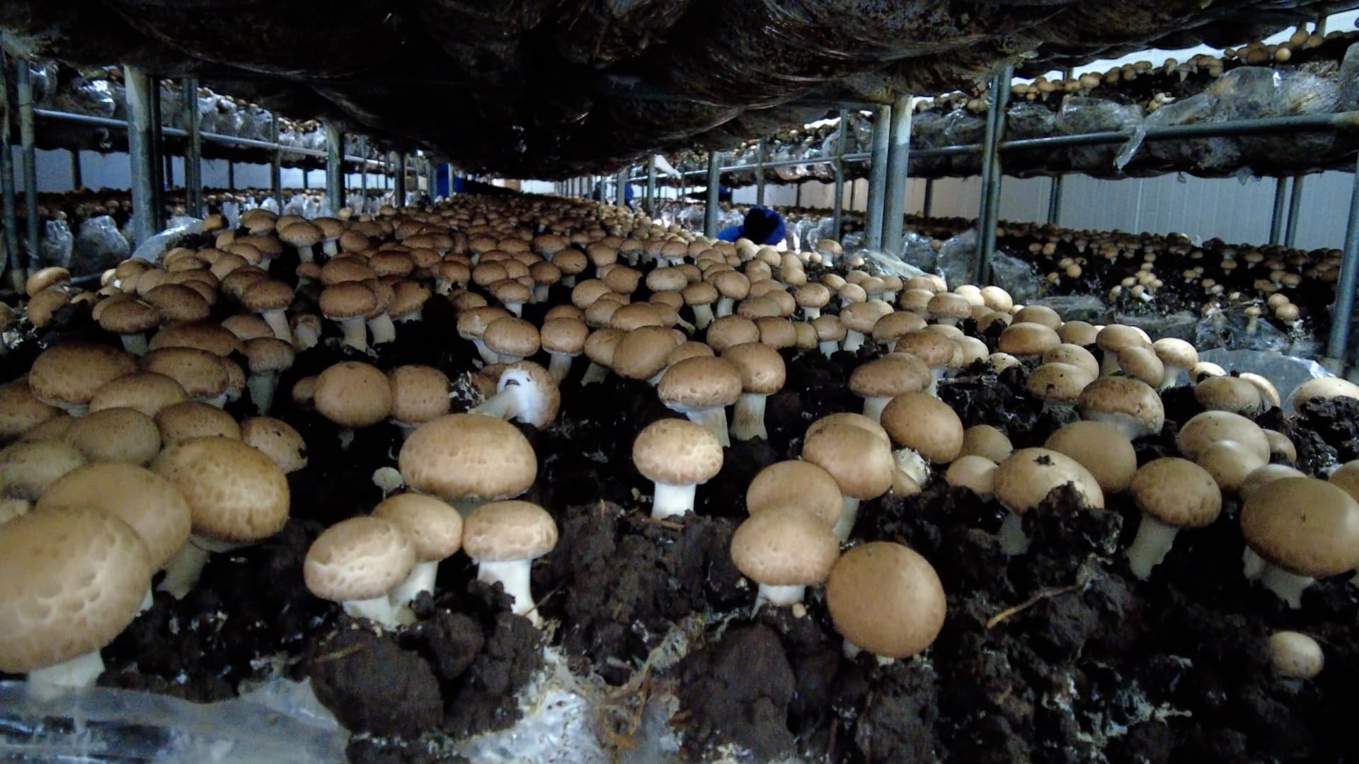 Hongos: más producción en la misma superficie - imagen de origen