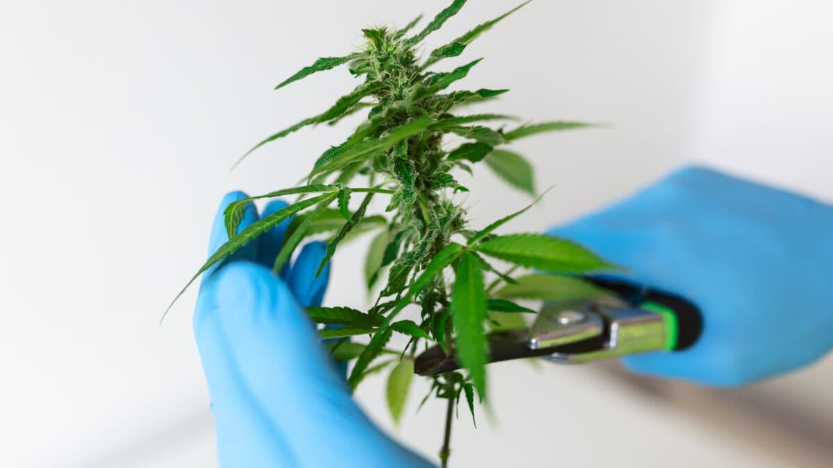 Organizan charla «¿Quiénes hablan de cannabis?» - imagen de origen