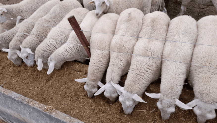 Un nuevo modelo de producción y consumo propone lograr corderos pesados que dejen 25 kilos al gancho - imagen de origen