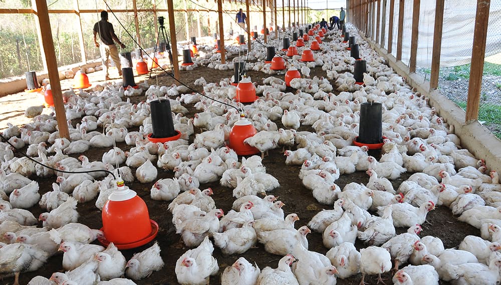 Desde el dinamismo rural, Entre Ríos se abre espacio en el mundo de los negocios agropecuarios - imagen de origen