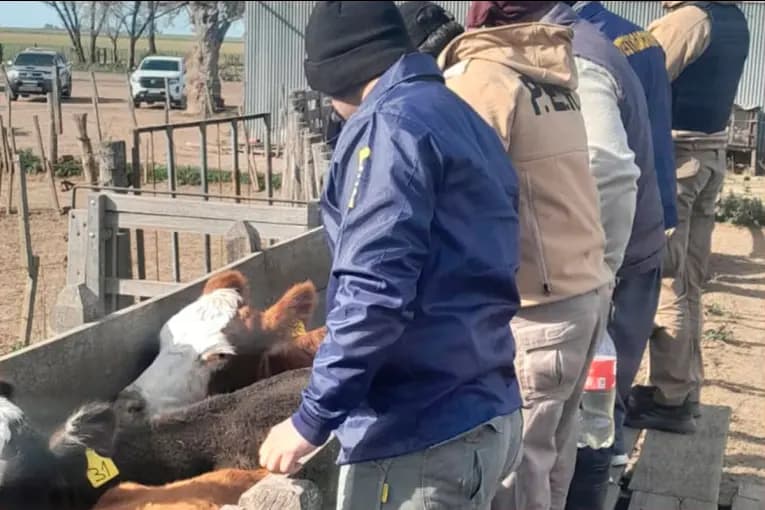 Estafaron a productor entrerriano en más de $150 millones: la policía recuperó los animales - imagen de origen