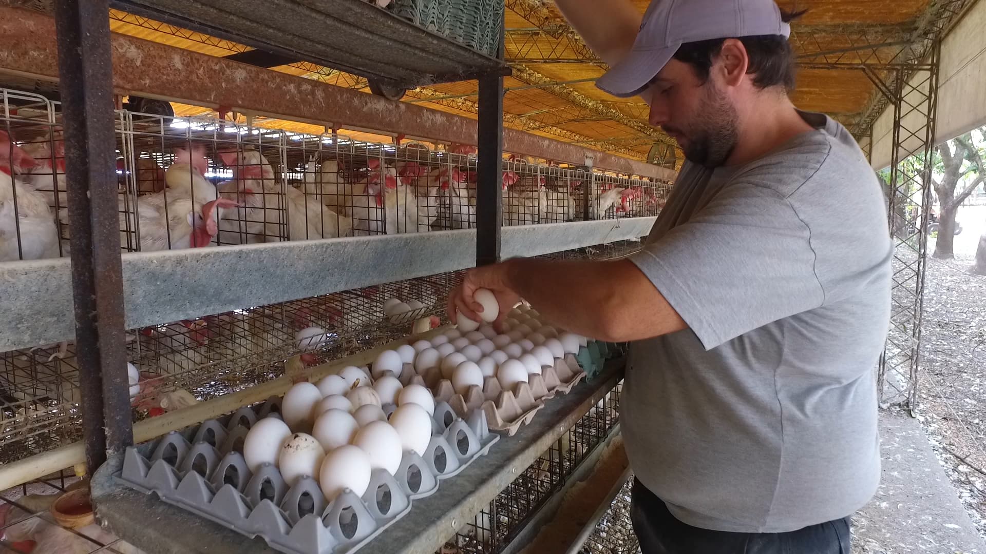 La avicultura consume casi toda la producción de soja entrerriana - imagen de origen