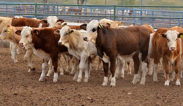 Más de 170 animales fueron robados a productores chajarienses en Curuzú Cuatiá - imagen de origen