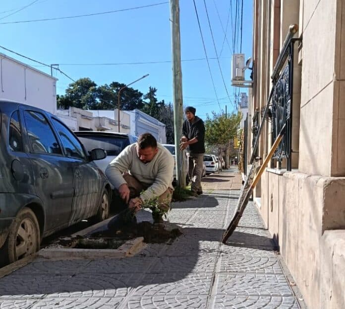 Más árboles para la ciudad: plantaron 50 ejemplares - imagen de origen
