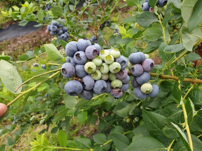 Arándanos: estiman una caída de hasta el 35% en la producción - imagen de origen