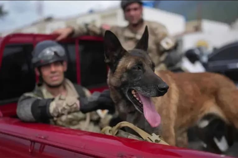 Venezuela: un perro argentino ayudó a rescatar con vida a dos niños que estaban bajo los escombros - imagen de origen