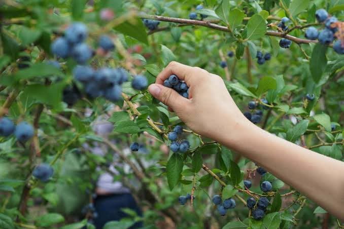 Productores arandaneros advierten que la situación en torno a El Niño complicará la producción - imagen de origen