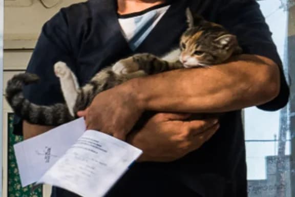 El Municipio de Paraná lleva el operativo de castración y desparasitación a distintos barrios durante julio - imagen de origen