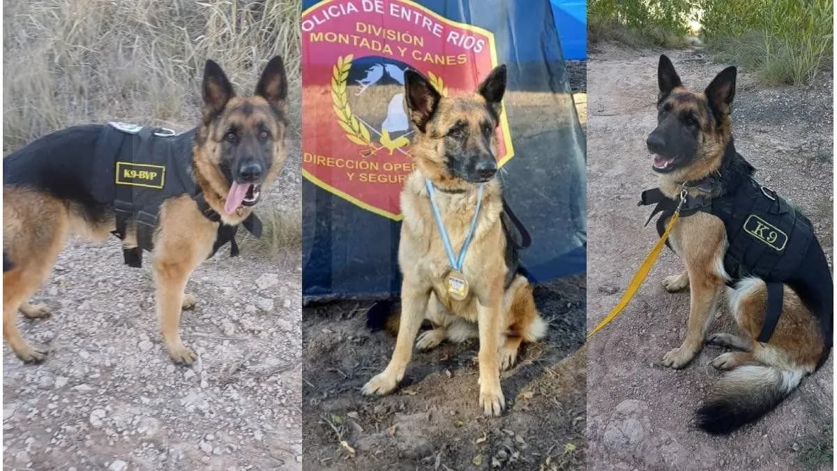 Roma, la nueva esperanza de cuatro patas en el cuartel de Paraná - imagen de origen