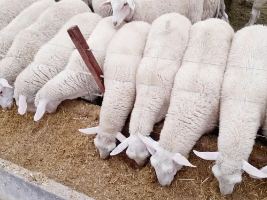 Un nuevo modelo de producción y consumo propone lograr corderos pesados que dejen 25 kilos al gancho - imagen de origen