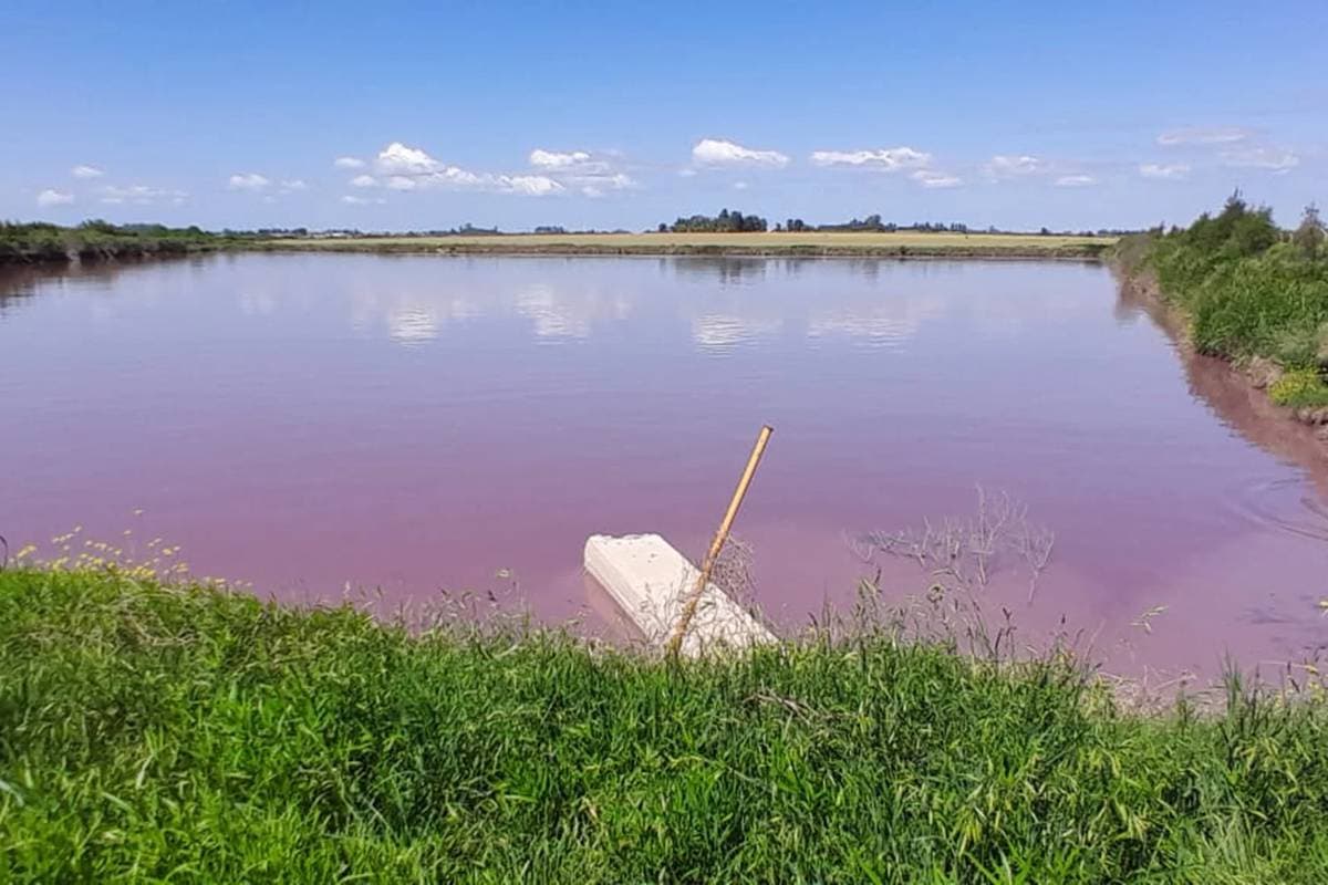 Ambiente provincial analiza la coloración del arroyo Espinillo y apunta a un proceso biológico - imagen de origen