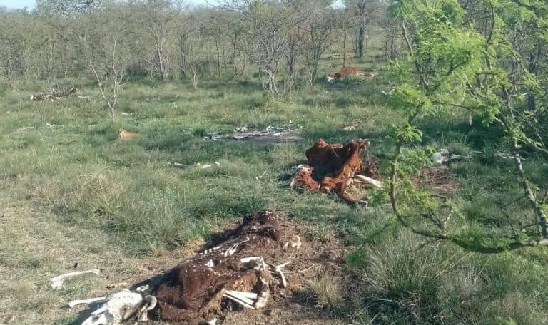 Buscaban 140 animales denunciados como desaparecidos y encontraron a 78 muertos - imagen de origen