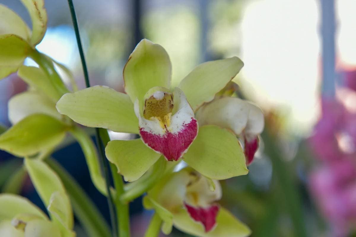 Paraná recibe la muestra "Orquídeas en el Río" con entrada gratuita - imagen de origen