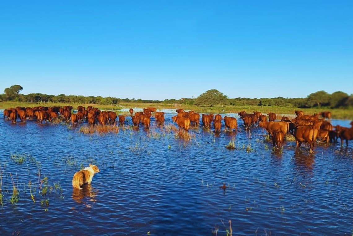 Crece con fuerza el río Paraná: brindan recomendaciones para proteger al ganado y reducir pérdidas