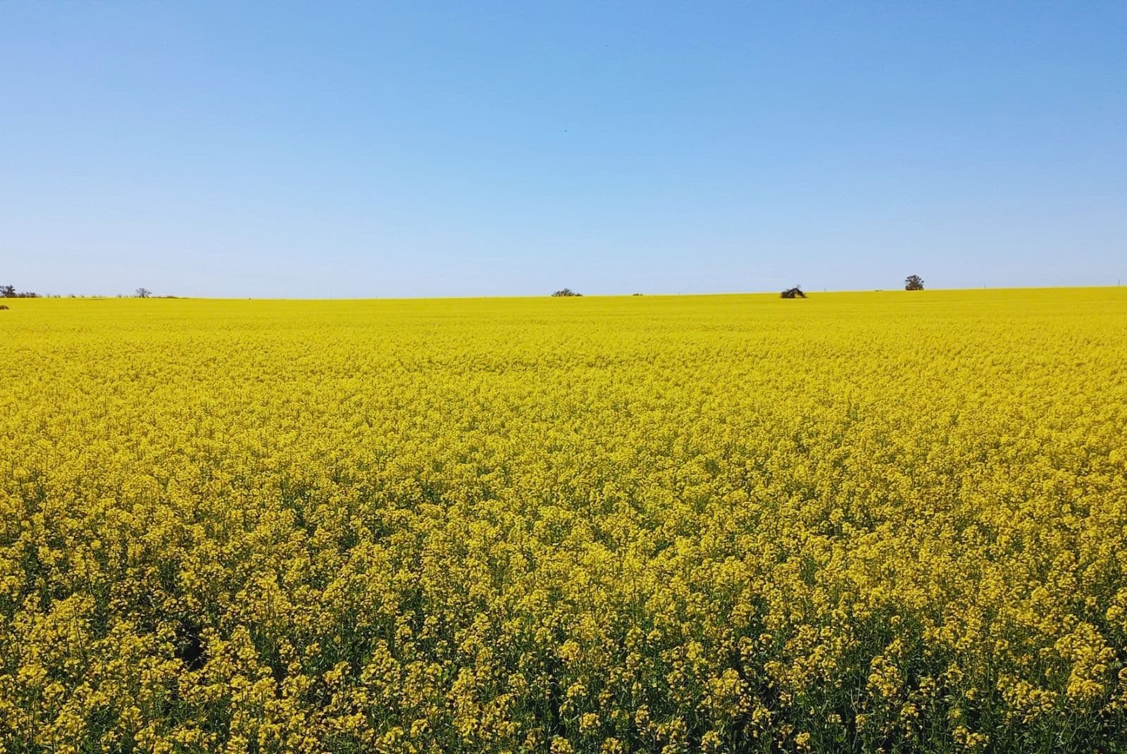 Colza, carinata y camelina: alternativas para diversificar las rotaciones agrícolas - imagen de origen