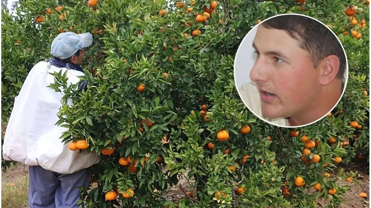 Citrus: alerta por bajos precios y fuerte caída de demanda - imagen de origen