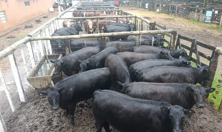 Sábado de lluvia en Chajarí pero con una Rural activa - imagen de origen