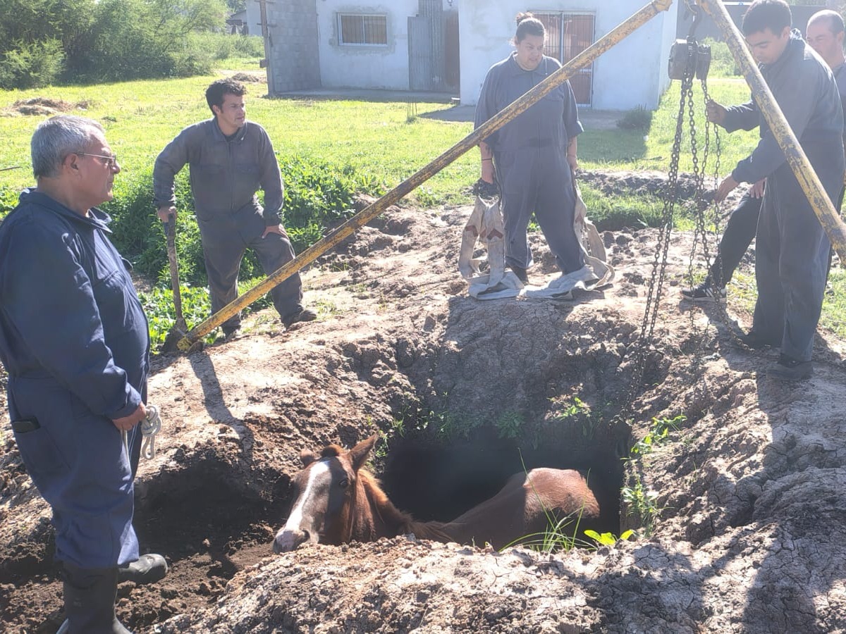 Los Bomberos rescataron a un caballo atrapado en una obra en construcción - imagen de origen