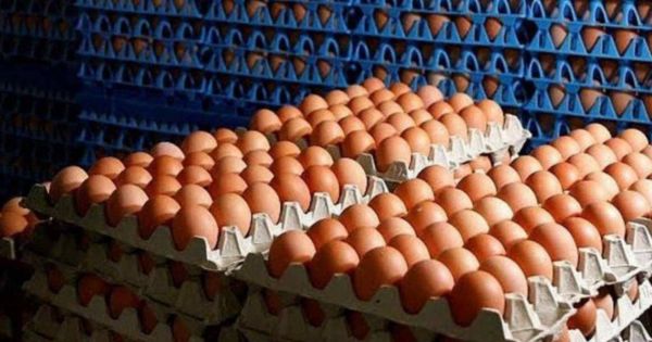HITO COMERCIAL Argentina completó el cupo exportador de huevos hacia la Unión Europea - Informe Digital - imagen de origen