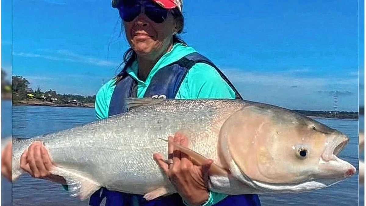 Preocupa el avance de peces carpas exóticas sobre el río Uruguay - imagen de origen