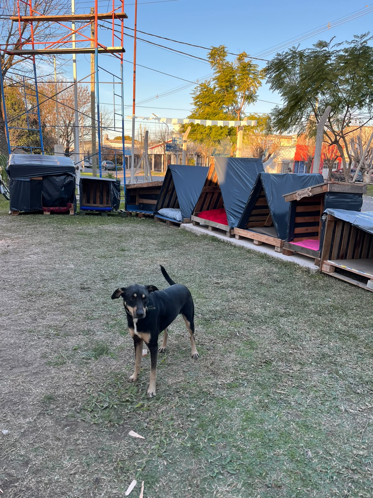 Más de 100 personas se sumaron para construir cuchas para perros callejeros - imagen de origen