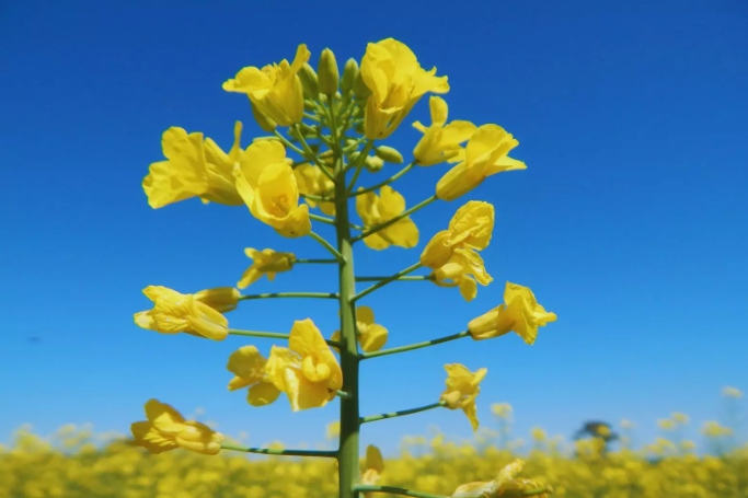 La siembra de brassicaceas sobre campos entrerrianos se encuentra muy cerca de su finalización - imagen de origen