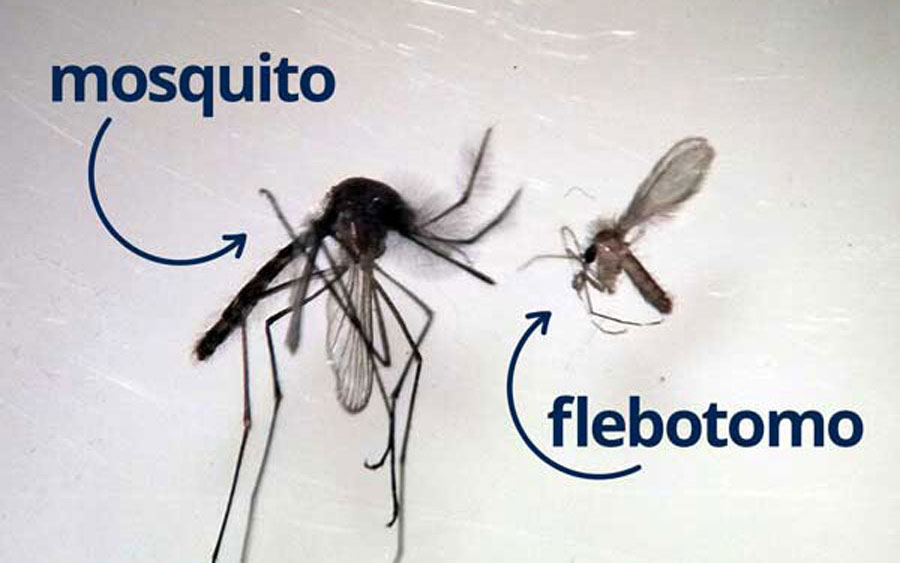 Investigadores de la UNER identifican vectores de Leishmaniasis en Concepción del Uruguay - imagen de origen