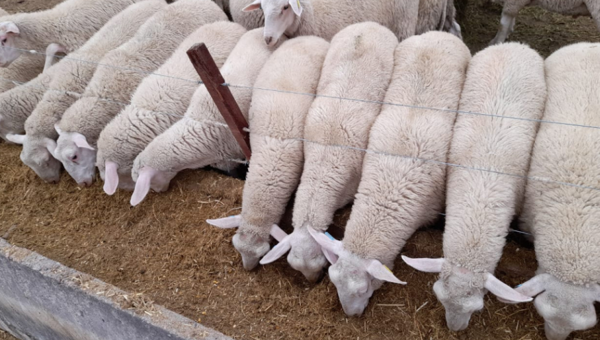 Un nuevo modelo de producción y consumo propone lograr corderos pesados que dejen 25 kilos al gancho - imagen de origen