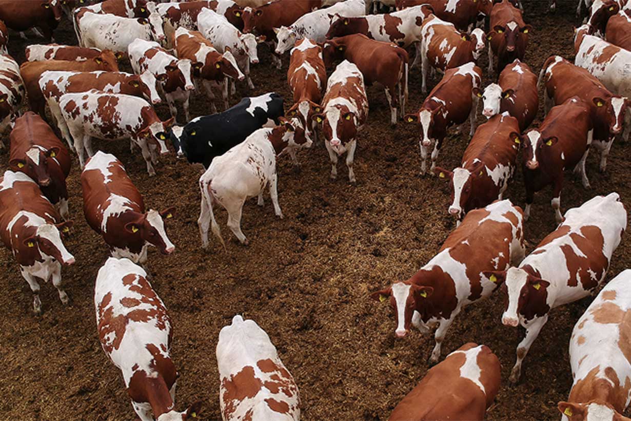 Productores uruguayos admiten que “bagayean” desde Concordia un producto para frenar “pandemia” de garrapatas - Noticias - Elentrerios.com - imagen de origen