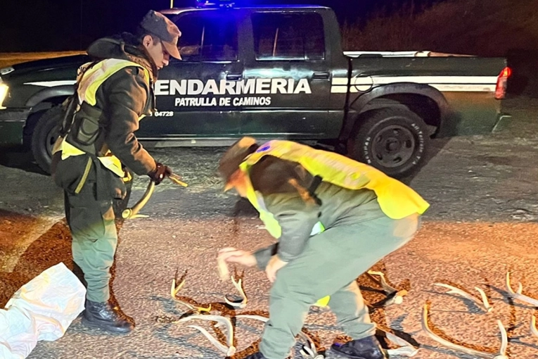 Secuestraron astas de ciervo durante un control de Gendarmería en el acceso a Gualeguaychú - imagen de origen