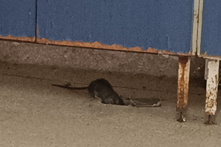 Alerta sanitaria: denuncian una alarmante "invasión de ratas" en un hospital de Concordia - 7PAGINAS - imagen de origen