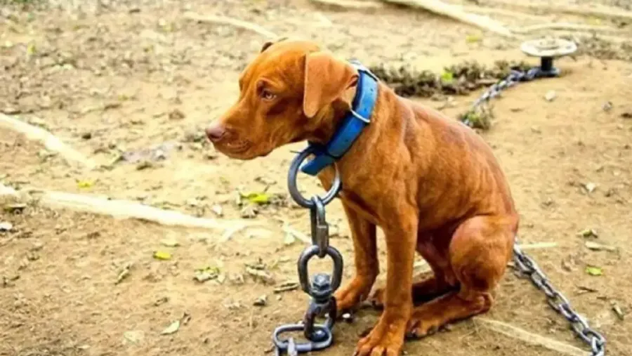 Concordia: condenan a una mujer por maltrato animal - Informe Digital - imagen de origen