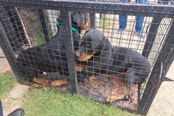 Condenaron a una mujer por maltrato animal y rescataron a tres perros en Concordia - imagen de origen