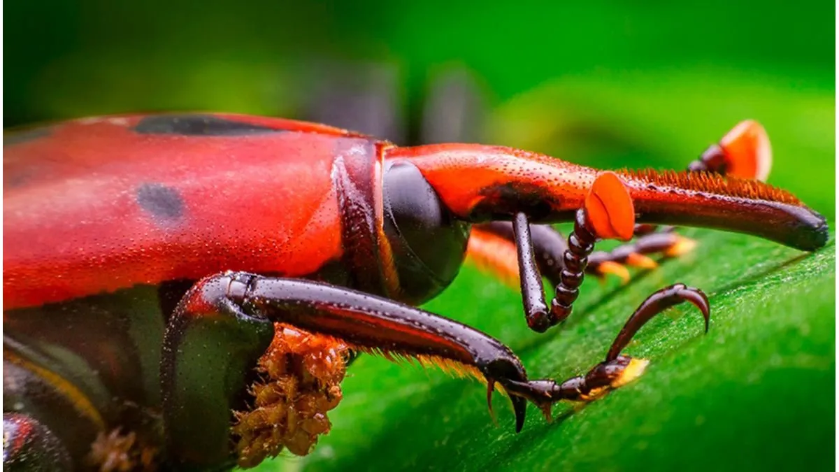 Senasa actualizó medidas para prevenir el picudo rojo de las palmeras - imagen de origen