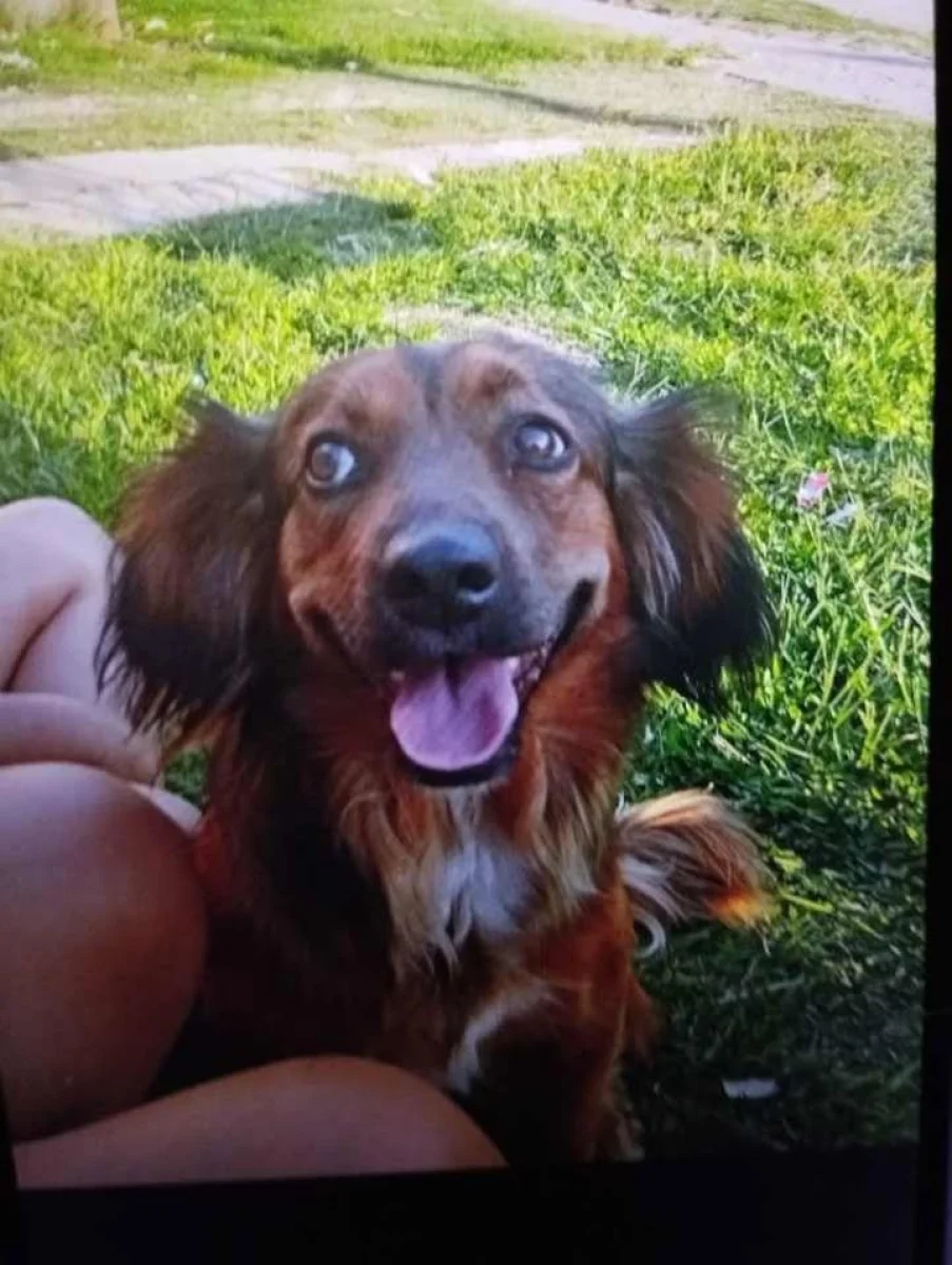 Buscan a “Rem”, una perra perdida por la cancha de Rivadavia - imagen de origen