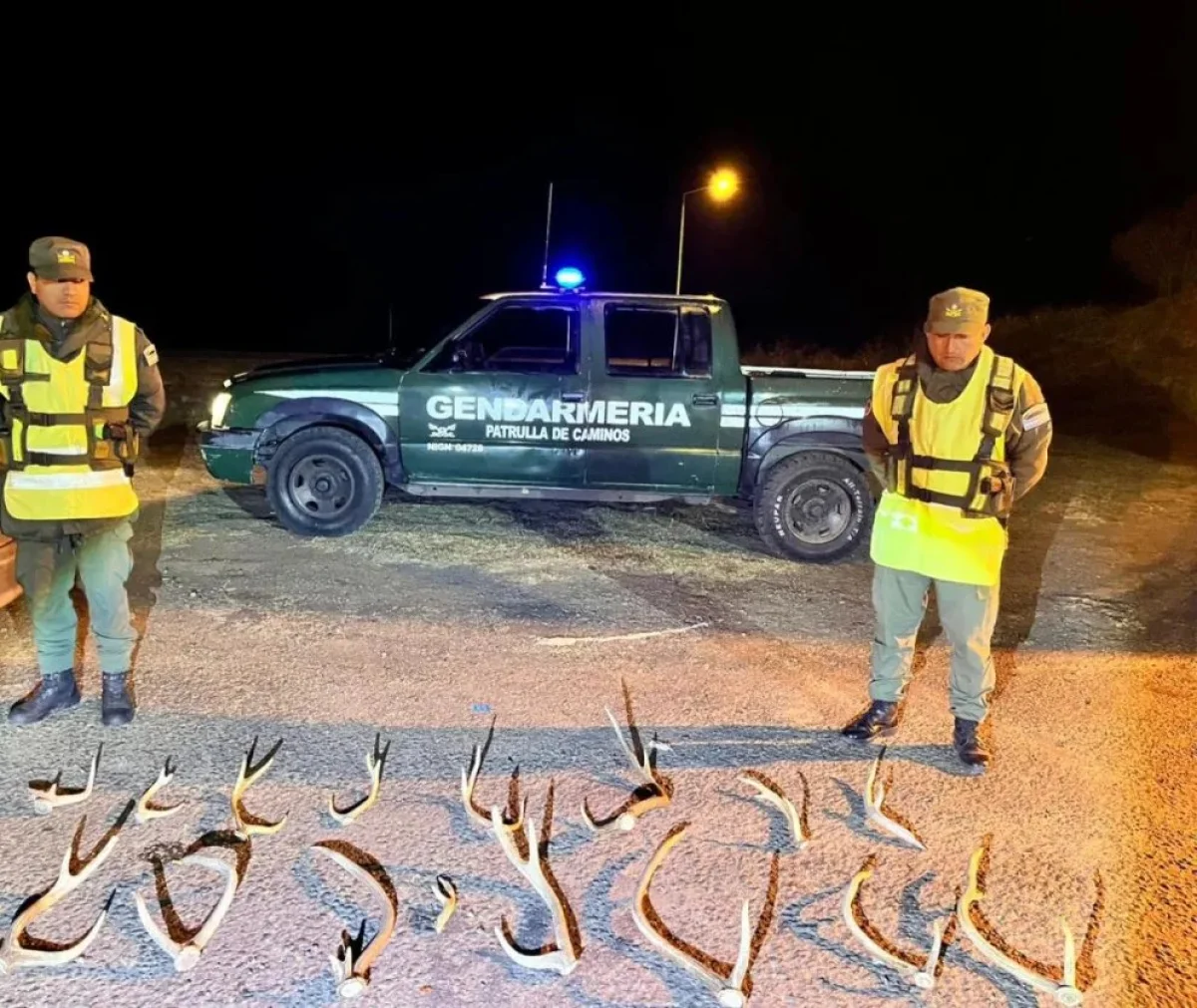 Gendarmería secuestró 16 astas de ciervo axis en un control de rutina en Gualeguaychú - imagen de origen