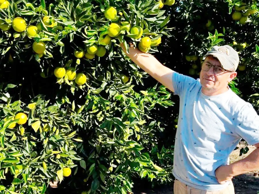 Aseguran que vender una naranja cuesta más de lo que pagan - imagen de origen