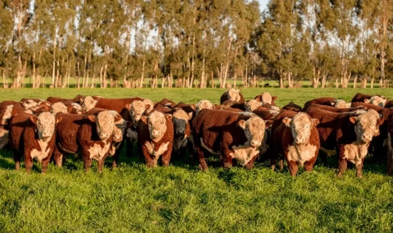 Denunciaron la desaparición de 500 vacunos en Colón y un veterinario está en la mira - imagen de origen