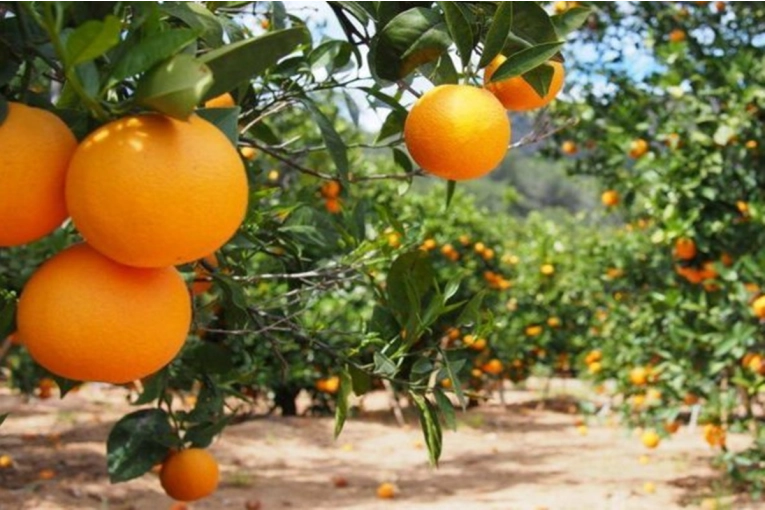 Citricultores entrerrianos asegura que “vender una naranja cuesta más de lo que pagan” - imagen de origen