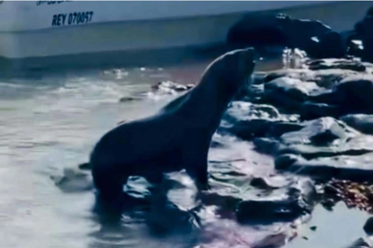 Buscan localizar a un cachorro de lobo marino que habría llegado hasta las costas de Concordia - imagen de origen
