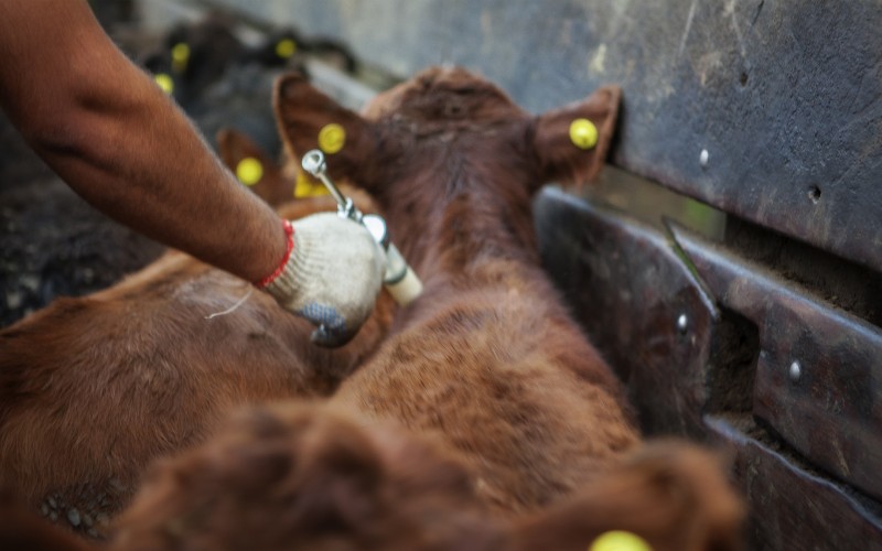 Entre Ríos mantiene estable su rodeo bovino con más de 4,3 millones de cabezas tras la primera campaña de vacunación de 2026 - imagen de origen