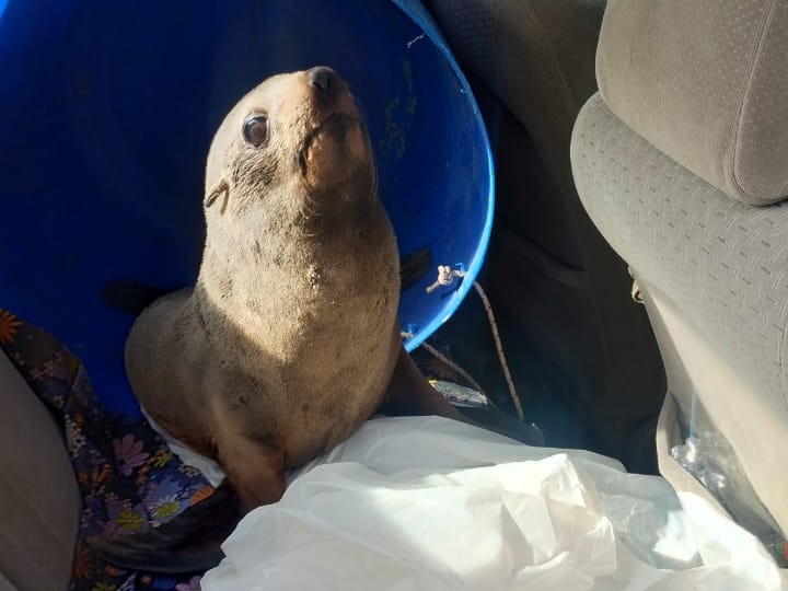 Rescataron al lobito marino que apareció en el río Gualeguaychú y aseguran que habría otros más en aguas entrerrianas - imagen de origen