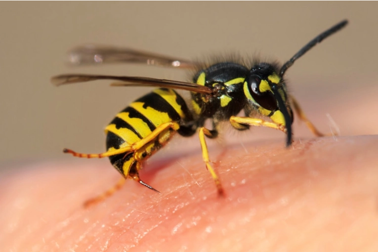 TRISTE: Era preceptor en una escuela entrerriana, lo picó una abeja y falleció - imagen de origen