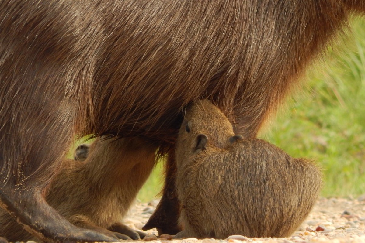 Día de la diversidad biológica: Gualeguaychú tiene casi 20 mil hectáreas para resguardar la flora y la fauna autóctona - imagen de origen