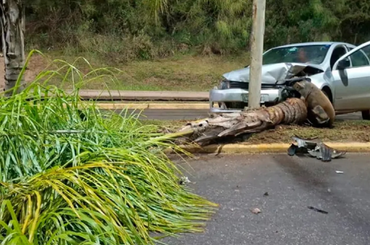 Conducía alcoholizado, perdió el control del auto y chocó contra una palmera - imagen de origen