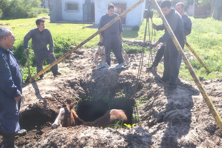 Los Bomberos de Gualeguaychú rescataron un caballo que cayó en un pozo en la zona oeste - imagen de origen