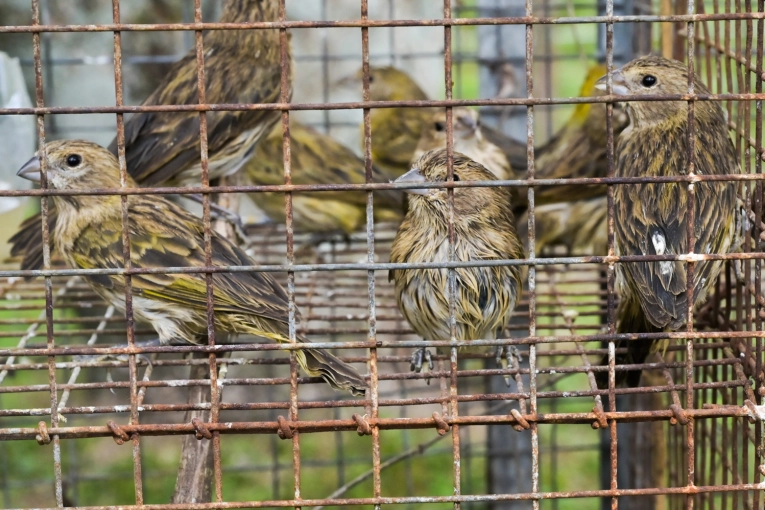 Tras un operativo policial en la Autovía 14 liberaron aves silvestres recuperadas del tráfico ilegal - imagen de origen